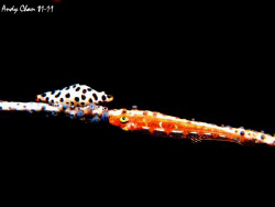 Cowrie and Goby
Olympus XZ-1 + UCL 02 + YS 01 by Andy Chan 